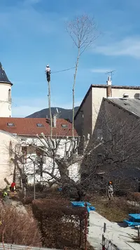 Montoarbres