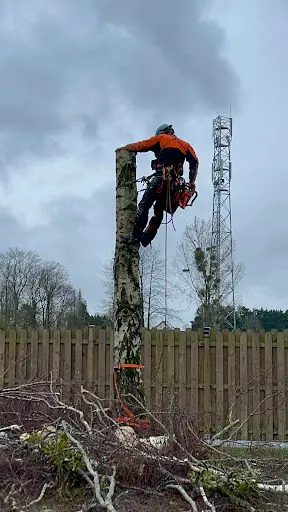 Wil’arboriste