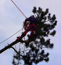 De la Corde À l'Arbre (elagage/abattage/paysagiste)