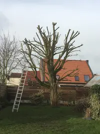 Lw Élagage