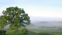 Aupres de Mon Arbre