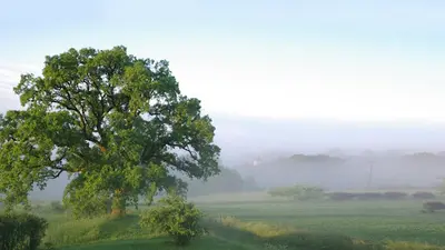 Aupres de Mon Arbre