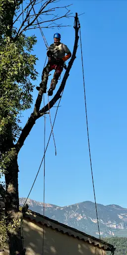 Cucchietti Frédéric Abattage d'Arbres, Débroussaillage, Tonte de Pelouse,destruction Nids de Frelons et Guêpes
