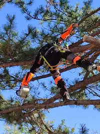 Fpv Alpes Elagage