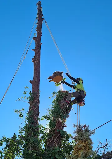 Arborétom Élagage