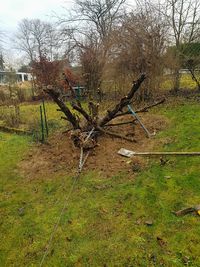 Ae Élagage Colmar 68 Paysagiste Mulhouse Jardinier Taille de Haie Tonte Pelouse Gazon