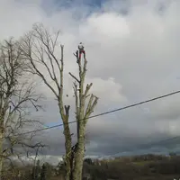 Arbovoltige : Arboriste Grimpeur