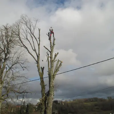 Arbovoltige : Arboriste Grimpeur