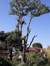 Arbre Roy