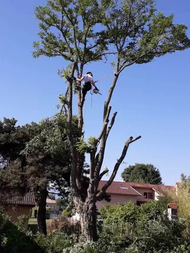 Arbre Roy