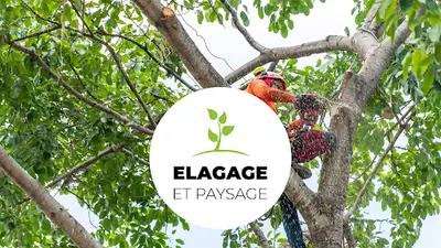 Elagage Paysage