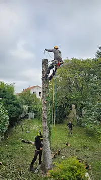 Au Près des Arbres