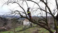 l'Arboriste Grimpeur