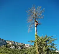 Duo des Arbres