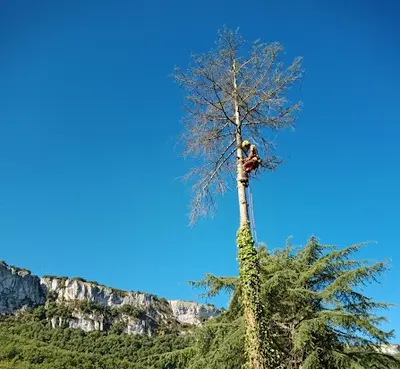 Duo des Arbres
