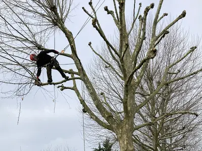 Mr.rj Paysage | Élagage D’arbres, Taille de Haies, Débroussaillage, Paysagiste Eure-et-loir, Espaces Verts 28