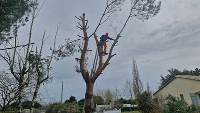 Fortin Élagage Jardinier Paysagiste