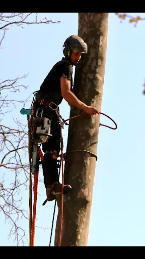 Arbo Paca: Elagage-abattage-travaux Forestier - Gap -tallard
