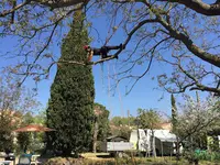 Envie d'Arbres Aurélien Dhomont