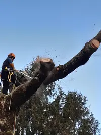 Détail Elagage