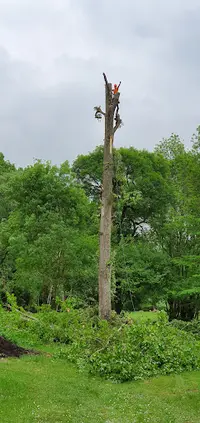 Anthony Paysage | Arboriste Grimpeur Elagueur Paysagiste Jardinier Espaces Verts