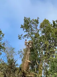 l'Avis des Arbres