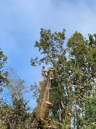 l'Avis des Arbres
