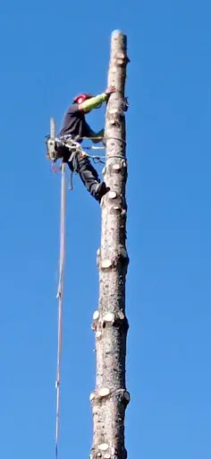Auvergrimp