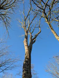 Les 4 Arbres