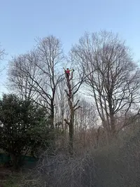 l'Arboriste Grimpeur