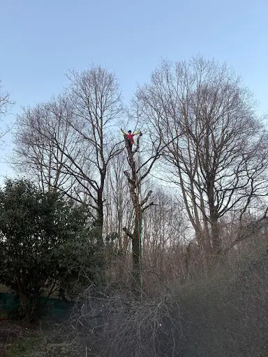 l'Arboriste Grimpeur