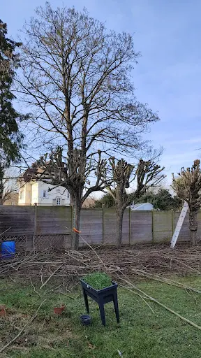 Ent Schauverth Élagage