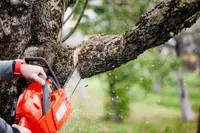 Aime Travaux Forestier Élagage