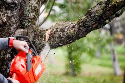 Aime Travaux Forestier Élagage