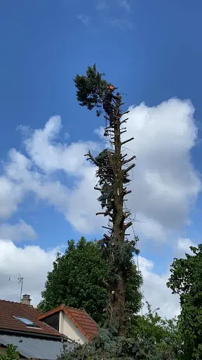 Paysagiste en Seine - Élagage Rouen - Abattage Arbre