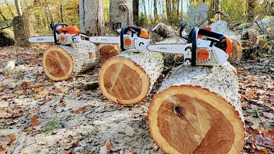 Entreprise Fortin Élagage Elagueur Grimpeurs Jardinier Paysagiste Entretien Parc et Jardin