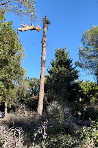 Robin des Bois