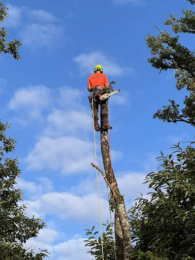To Vert&forêt