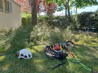 Arborio