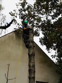 Boissière Élagage – Élagueur Grimpeur & Abattage D’arbres, Laval (53)