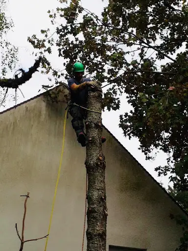 Boissière Élagage – Élagueur Grimpeur & Abattage D’arbres, Laval (53)