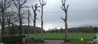 Ortica Entretien Elagueur Jardinier Paysagiste Saint Gregoire
