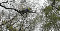 Branché Arbre Élagage - Arboriste Grimpeur Élagueur en Vendée 85