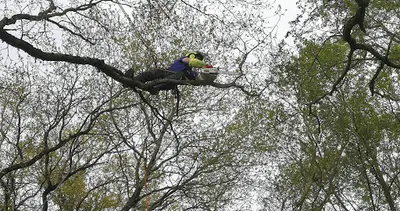 Branché Arbre Élagage - Arboriste Grimpeur Élagueur en Vendée 85