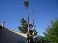 Respons Arbre Elagage