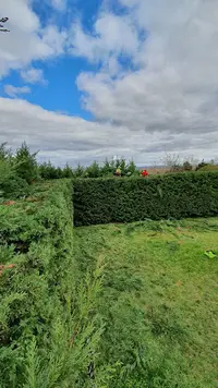 Saison Élagage