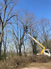 Arbo Green Élagage (élagage & Soins des Arbres)