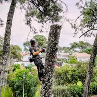 Arb Auré