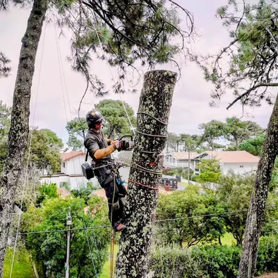 Arb Auré