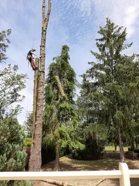Bell Arbre Élagage Responsable